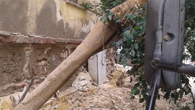تساقط الأشجار بسبب شدة الرياح في الإسكندرية | صور