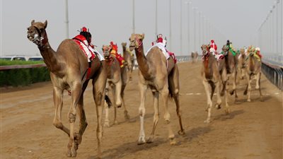 انطلاق مهرجان الهجن العربي والشعر بجنوب سيناء.. 30 سبتمبر