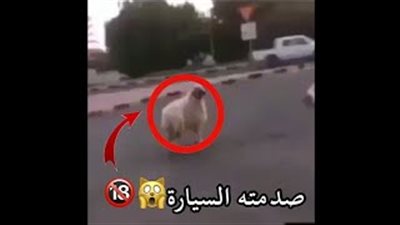 بالفيديو.. خروف حاول الهرب من الذبح في العيد فتعرض لحادث مروع