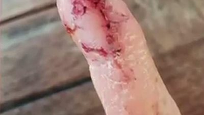 لحظة جذب سمكة قرش لامرأة حاولت إطعامها (فيديو)