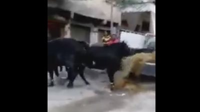 بالفيديو.. عجل يحطم زجاج سيارة أثناء هروبه من الجزار