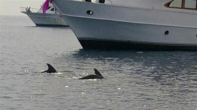 ظهور دلافين نادرة بجزر البحر الأحمر «صور»