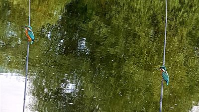 طيور تتربص بالأسماك بطريقة سرية (صور)