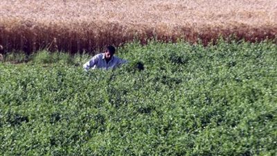 الفلاحون بكفر الشيخ غاضبون من مطالبة بنك الائتمان الزراعى للديون