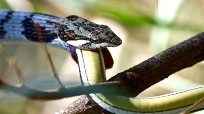 ثعبان يأكل آخر بعد أن دخل معه في شجار