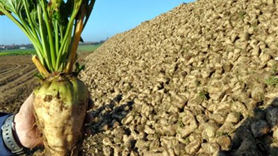 أبو ستيت يبحث مع شركات السكر زراعة 5000 فدان بنجر بمشروع غرب المنيا