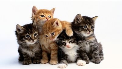 خبراء يفسرون لغة القطط من خلال حركة ذيولهم