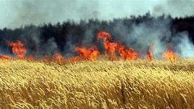 الحماية المدنية تسيطر على حريق بمحصول قمح في الشرقية