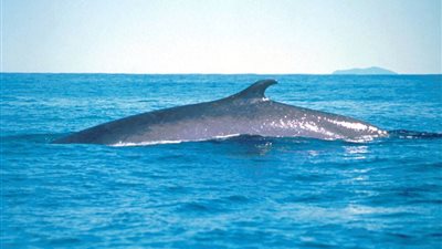 رصد حوت الساحل الشمالي بمارينا.. اليوم