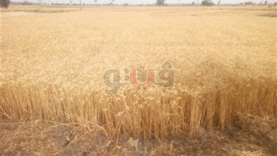 مزارع قمح بالشرقية: اختيار التقاوي الجيدة يحافظ على جودة الأرض (صور)