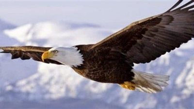 جهود بحثية لإعادة نوعين نادرين من النسور إلى إقليم ويلز البريطاني