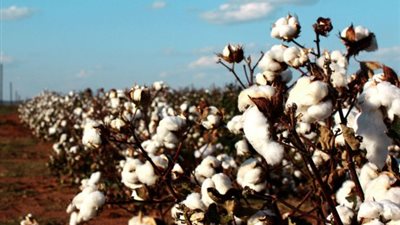 تأجيل تجارب زراعة الأقطان قصيرة التيلة لأجل غير مسمى