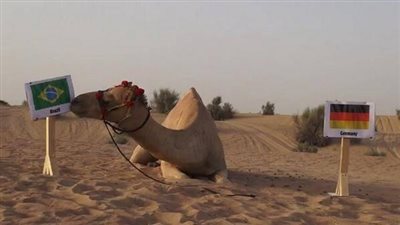 بالصورة.. الجمل شاهين يتوقع تأهل البرازيل لنهائي المونديال