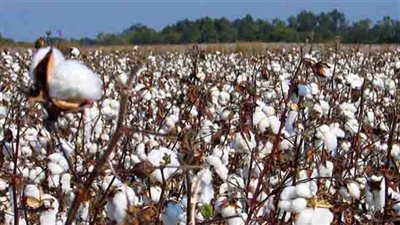 الإحصاء: 24.5٪ انخفاضا في إجمالي «القطن الشعر»