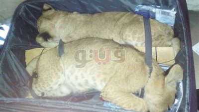 إحباط تهريب «نمور» بحوزة كويتي في مطار القاهرة