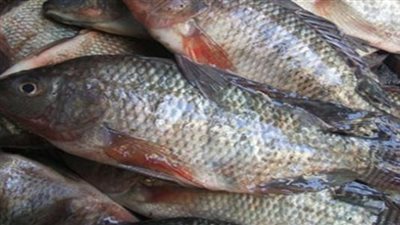 شعبة الأسماك: ارتفاع أسعار البلطي بسبب النفوق