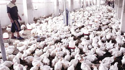 خبراء: المستقبل للاستثمار في القطاعات الإنتاجية