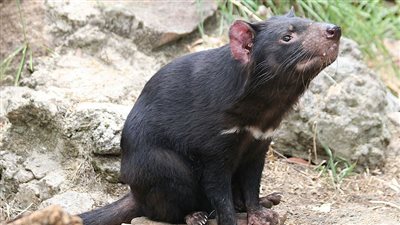 حيوان «شيطان تسمانيا» مهدد بالانقراض بسبب إصابته بالسرطان