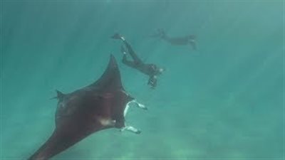 سمكة شيطان البحر تطلب مساعدة غواص في إزالة خطاف