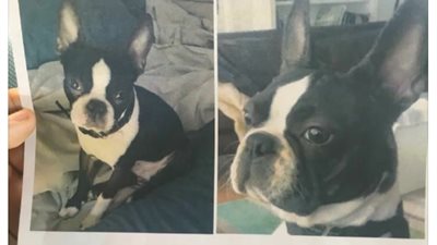 إعلامية تعلن عن مكافأة 5 آلاف جنيه لمن يعثر على «كلب مفقود»