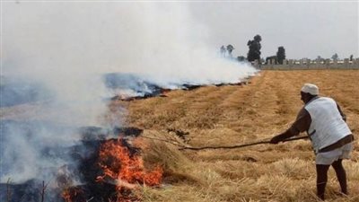 البيئة: 90 % تراجعا في معدلات حرق قش الأرز