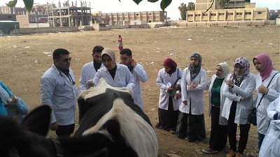 قافلة بيطرية متخصصة لبيطري دمنهور بقرية لقانة (صور)