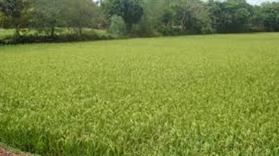 مدينة قليوب الأعلى في معدل تقسيم الأراضي الزراعية بالقليوبية