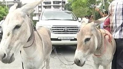 بالفيديو.. رجل أعمال يحول سيارته الفخمة إلى عربة يجرها حمارًا