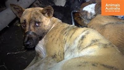 بالفيديو.. لقطات مروعة تثبت تناول السياح في بالي لحم كلاب بدلا من الفراخ