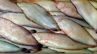 4 جنيهات ارتفاعا في أسعار سمك موسى بسوق الجملة.. اليوم