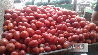 استقرار أسعار الخضراوات اليوم.. والطماطم بـ3.5 جنيهات في الجيزة