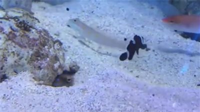 بالفيديو.. 16 مليون مشاهدة لمشاجرة بين سمكتين