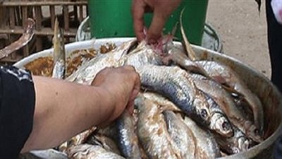 مصادرة 1500 طن أسماك مملحة غير صالحة للاستهلاك الآدمي في المنيا