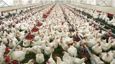 «القاهرة التجارية»: 15% زيادة في أسعار الدواجن خلال شهر رمضان