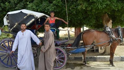 الحنطور يهدد سمعة السياحة بالأقصر وملاكه: أكل عيشنا الوحيد (فيديو)