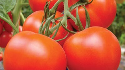 الزراعة: بذور طماطم ٠٢٣ تراجعت قدرتها على مقاومة فيروس التجعد