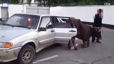 بالفيديو.. لحظة خروج بقرة ضخمة من مقعد السيارة الخلفي