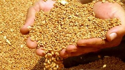 ضبط 25 طن أقماح فاسدة بأسيوط