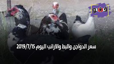 سعر الدواجن والبط والأرانب اليوم 2019/7/15