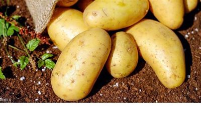 البطاطس تمنحك 50% من احتياجك اليوم لفيتامين سي