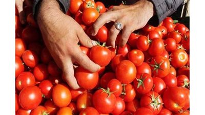 أسعار الخضراوات والفاكهة اليوم الأحد.. الطماطم بـ15 جنيها | فيديو