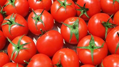 الغرف التجارية تكشف موعد تراجع أسعار الطماطم