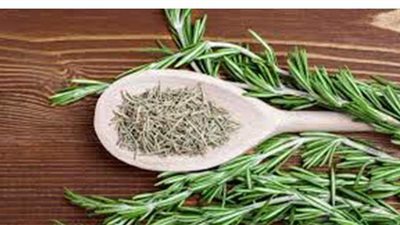 اكتشف الفوائد الصحية لعشبة الروزماري