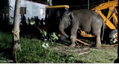إنقاذ فيل سقط في 