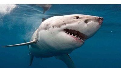 تقرير:  استراليا تشهد أكبر عدد ضحايا لأسماك القرش منذ 9 عقود