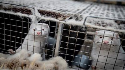 بعد الدنمارك.. انتشار كورونا في مزرعة لحيوانات المنك بفرنسا