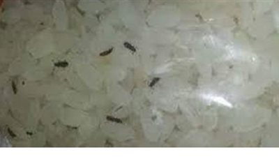 مصادرة 8 أطنان أرز تموينى لاحتوائه على حشرات حية وميتة داخل شركة بالقاهرة