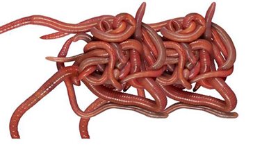 استشارى أطفال: أقراص الديدان آمنة تماما ومهمة لصحة طفلك