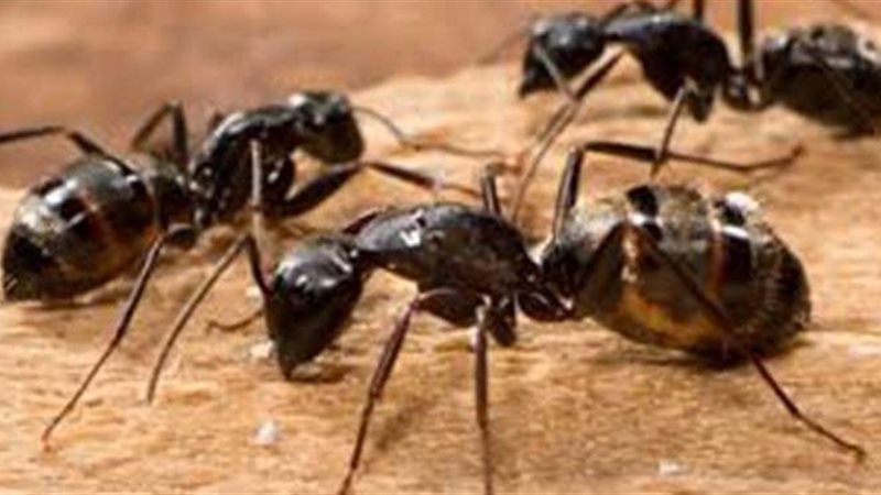 رؤية النمل في المنام