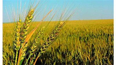 الزراعة: 6 توصيات هامة لمزراعي القمح خلال شهر ديسمبر لتعظيم إنتاحية المحصول